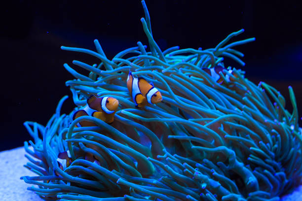 istock sea anemone and anemone fish 864835104