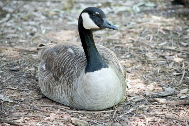 istock Canadian goose 864837858