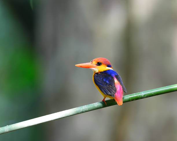 istock Colorful Kingfisher bird, Black-backed Kingfisher (Ceyx erithacus), side profile 864838508