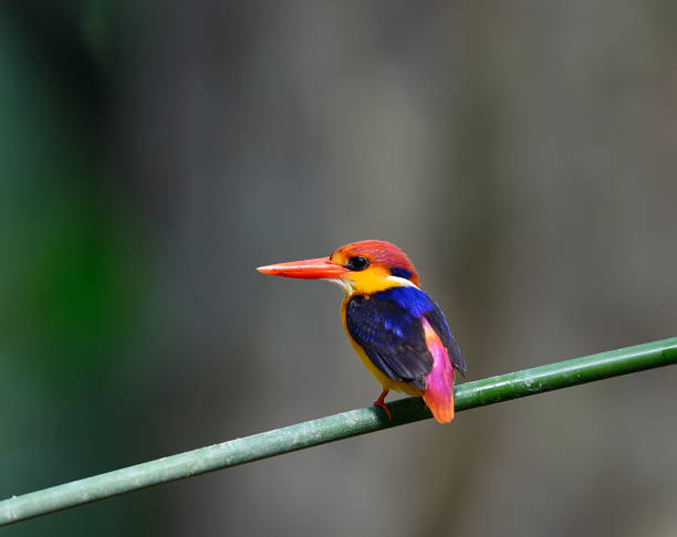 istock Colorful Kingfisher bird, Black-backed Kingfisher (Ceyx erithacus), side profile 864838512
