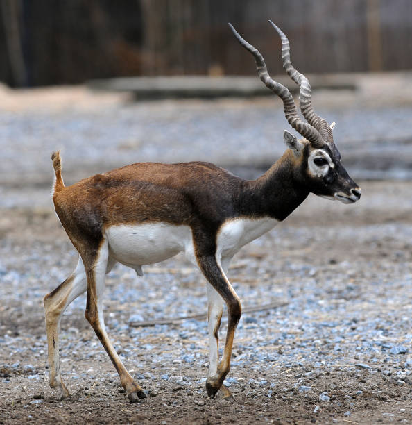 wandern im nationalpark blackbuck - hirschziegenantilope stock-fotos und bilder