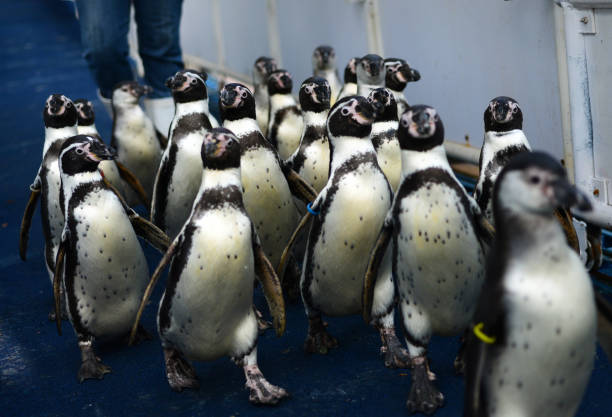 istock Penguins in the zoo 864838906