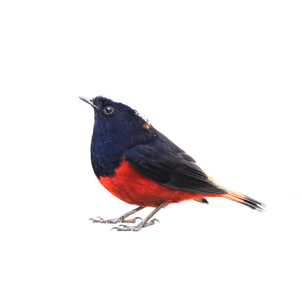 istock Red Bird, White-capped Water Redstart (River Chat) isolated on white background 864838960