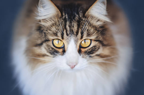 fluffy cat looks you in the eye