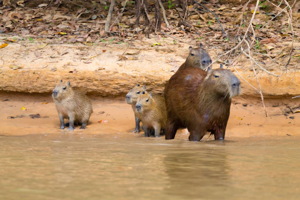istock Herd of Capybara from Pantanal, Brazil 864850094