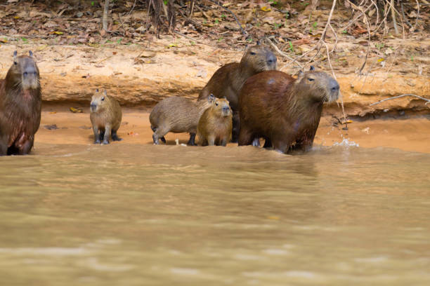 istock Herd of Capybara from Pantanal, Brazil 864852612