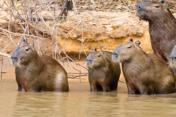 istock Herd of Capybara from Pantanal, Brazil 864852878
