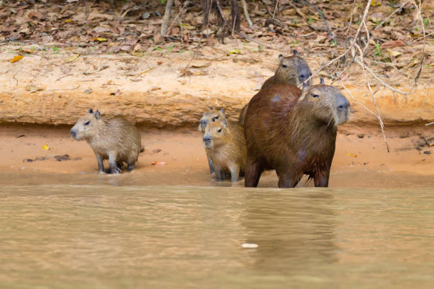 istock Herd of Capybara from Pantanal, Brazil 864857324