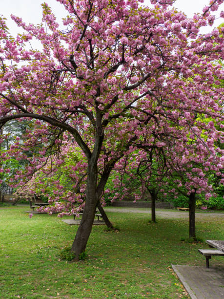 istock Cherry blossoms in Japan 864860722