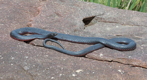 istock red bellied black snake 864861988