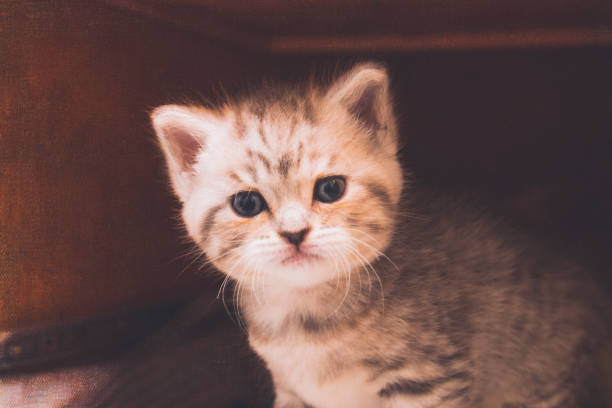 istock portrait of a 5 week old tabby kitten 864866146