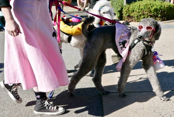 jour de caniche - circular skirt photos photos et images de collection