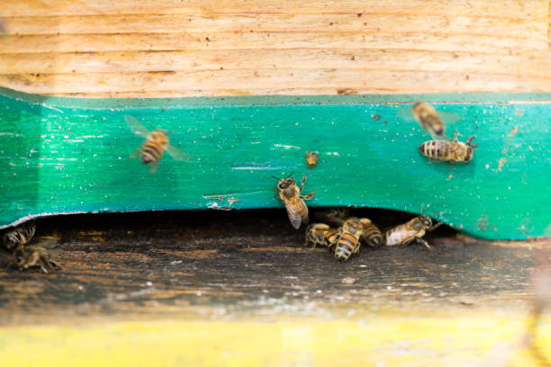istock Bee with pollen that enter in the hive 864869854