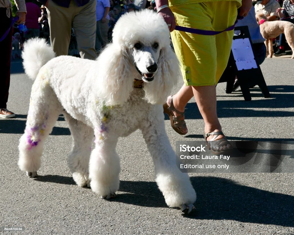 Poodle Day Street shots of Poodles, October 7th, 2017. Carmel California,  Poodles are walked through the town in costumes to raise awareness for poodles and dog adoption. Animal Costume Stock Photo