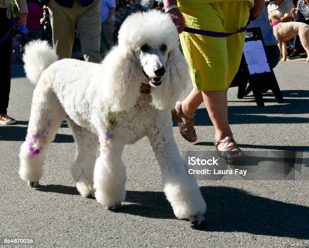 Poodle Day Stock Photo - Download Image Now - Animal Costume, Best in Show, Costume