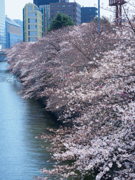 istock Cherry blossoms in Japan 864878850