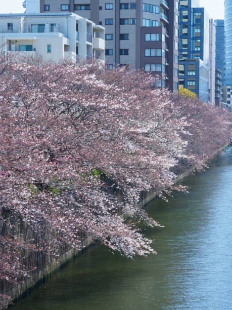 istock Cherry blossoms in Japan 864878932