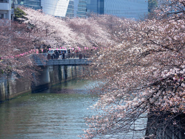 istock Cherry blossoms in Japan 864882168
