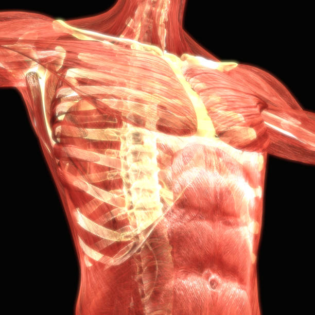 istock Human Body Muscles Anatomy 864882732