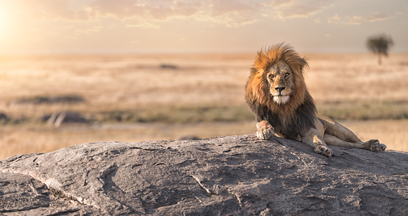 A male lion is sitting on the rock ,watching his land in Serengeti national park , Tanzania.