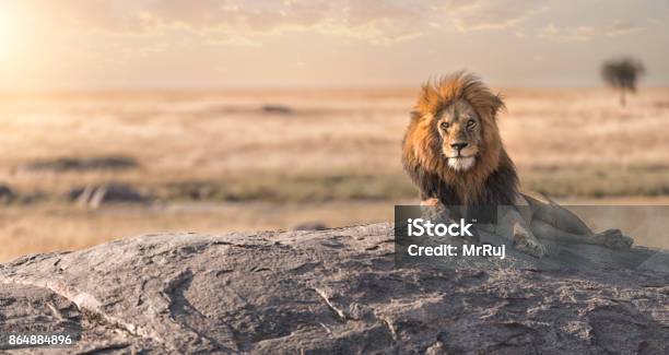 A Male Lion Is Sitting On The Top Of The Rock And Watching His Land Stock Photo - Download Image Now