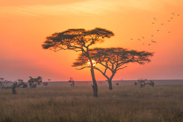 un paesaggio nel parco nazionale del serengeti, la mattina presto con l'alba. - pianura foto e immagini stock