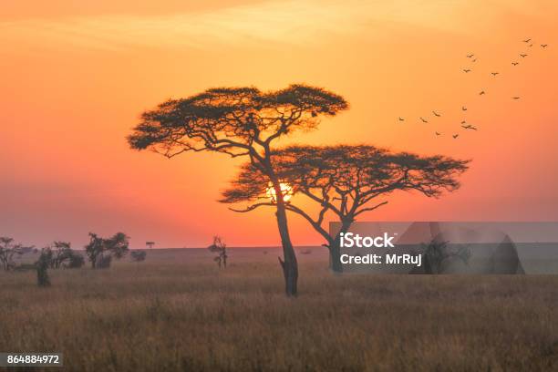A Landscape In The Serengeti National Park Early Morning With Sunrise Scence Stock Photo - Download Image Now
