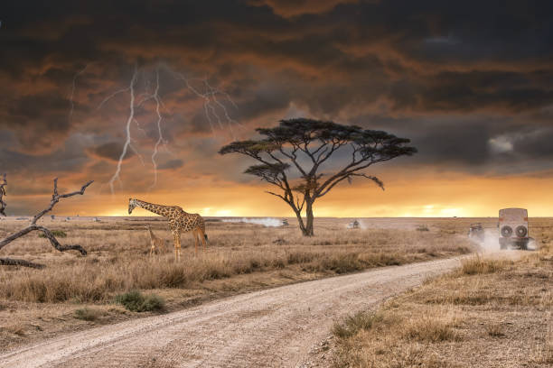 A safari game drive during thunderstorm in Serengeti national park. stock photo