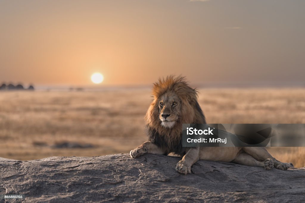 A male lion is sitting on the rock, watching his land. This photo was shoot during my game drive safari in Serengeti national park, Tanzania. The male lion is sitting on the top of the rock and look for his land. Lion - Feline Stock Photo
