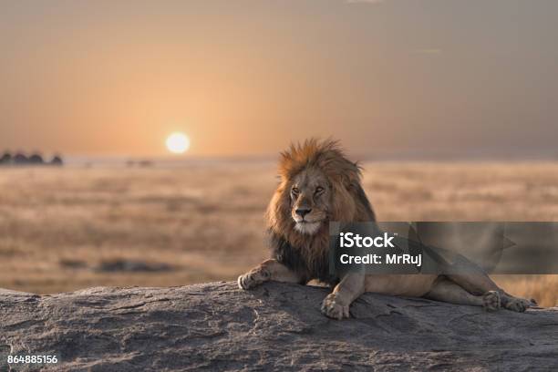 A Male Lion Is Sitting On The Rock Watching His Land Stock Photo - Download Image Now
