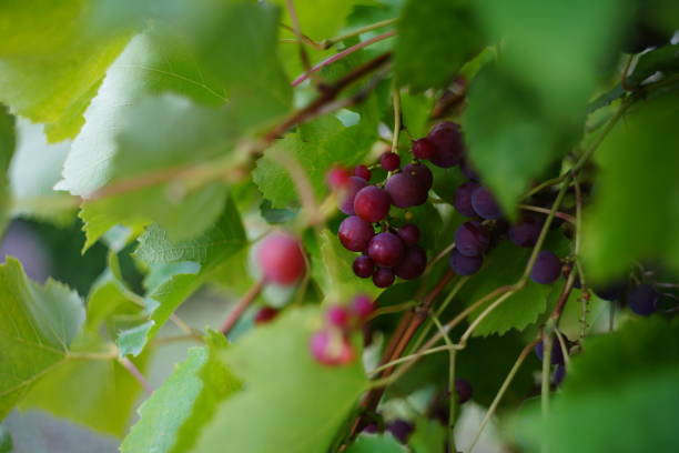 istock grapes in the garden 864890312