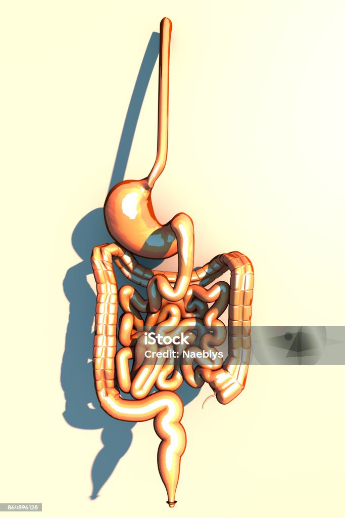 Intestine, digestive system, stomach, esophagus, duodenum, colon with elongated shade. Human anatomy. 3d rendering Anatomy Stock Photo