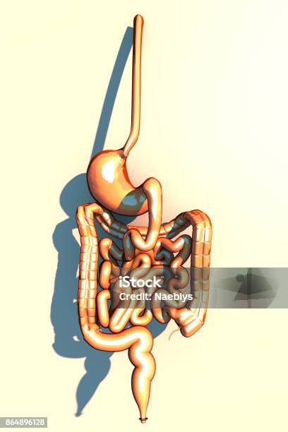 Intestine Digestive System Stomach Esophagus Duodenum Colon With Elongated Shade Human Anatomy 3d Rendering Stock Photo - Download Image Now