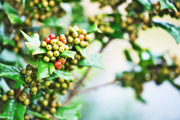 Fruit of the Ilex aquifolium