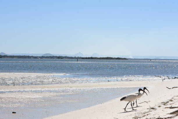 ibis ibis on a beach in bribie island caloundra stock pictures, royalty-free photos & images