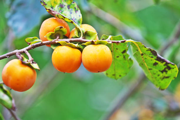 istock Diospyros lotus 864904324
