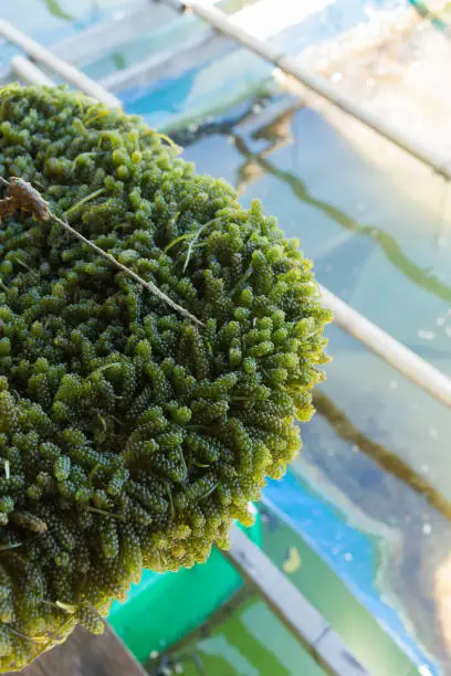 Green caviar seaweed from a farm, fresh and unclean.