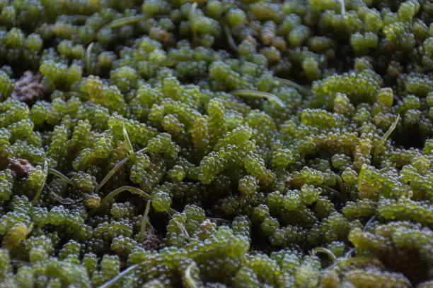 Green caviar seaweed from a farm, fresh and unclean.