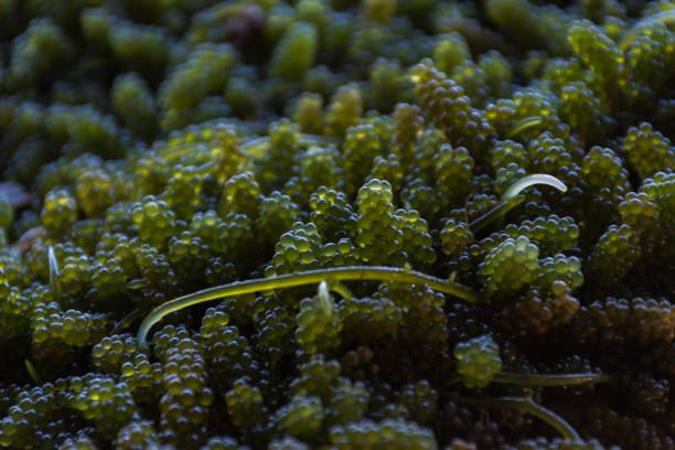 istock Green Caviar Seaweed 864908078