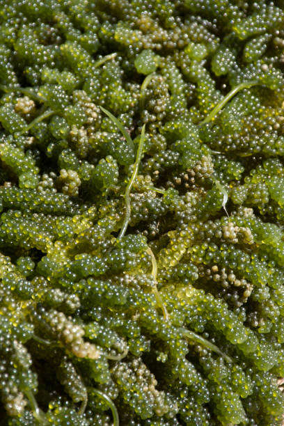 istock Green Caviar Seaweed 864908188