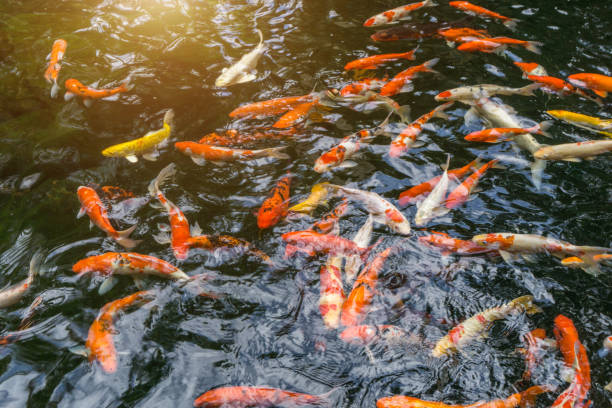 istock Fancy carp or Called Koi fish swimming in carp pond. 864910888