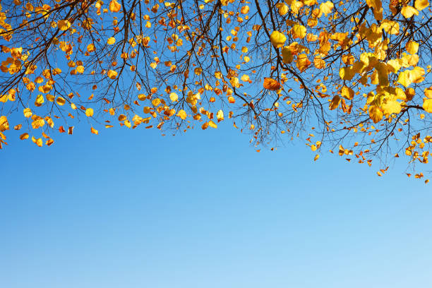 istock Colorful autumn leaves on branches of linden tree. 864910926
