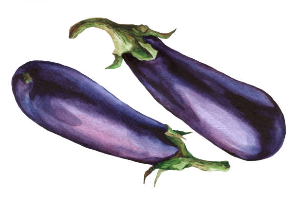 가지입니다. 핸드는 흰색 바탕에 수채화 그림을 그려. - eggplant vegetable food white background stock illustrations