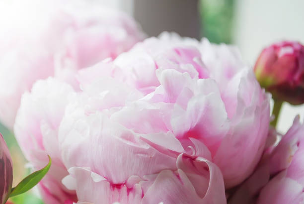 istock Beautiful flower pink soft peony blooming 864918068