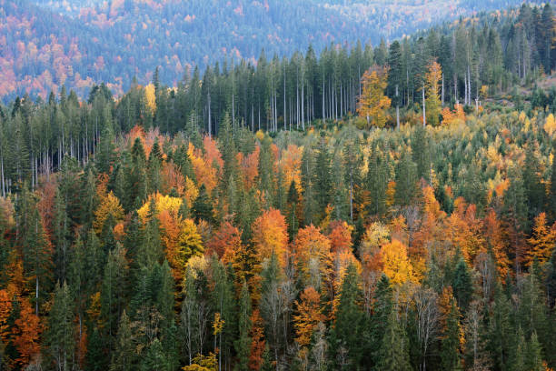 istock Background of beautiful autumn forest 864921568