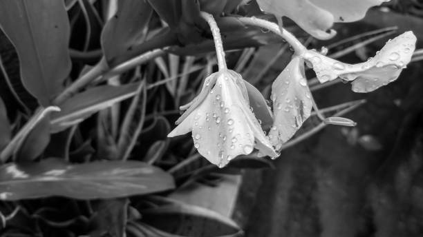 istock White flowers with water drops - Concept background 864922034