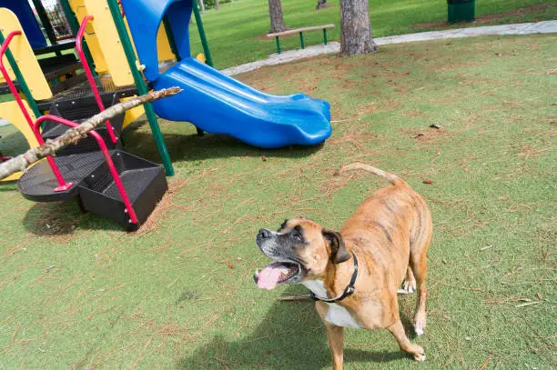silly boxer dog enjoying the playground on a fall day
