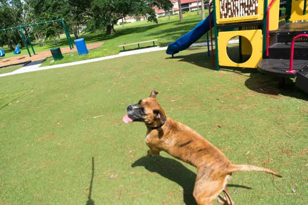 silly boxer dog enjoying the playground on a fall day
