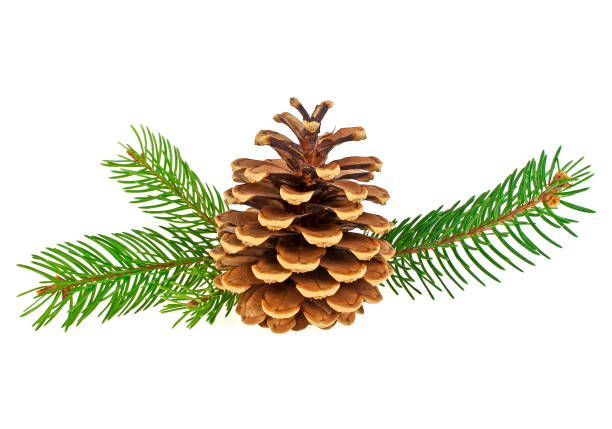 istock Christmas decoration - pine cone and branches 864925266