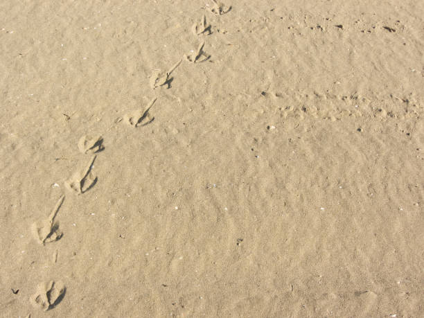 istock seagull footprints on yellow sand from an Italian beach 864925460
